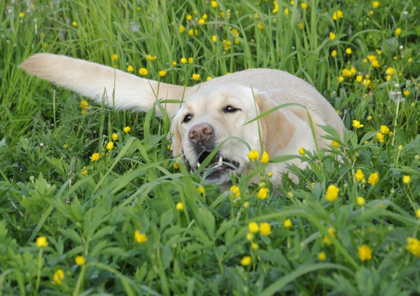 Hvorfor spiser hunder gress?